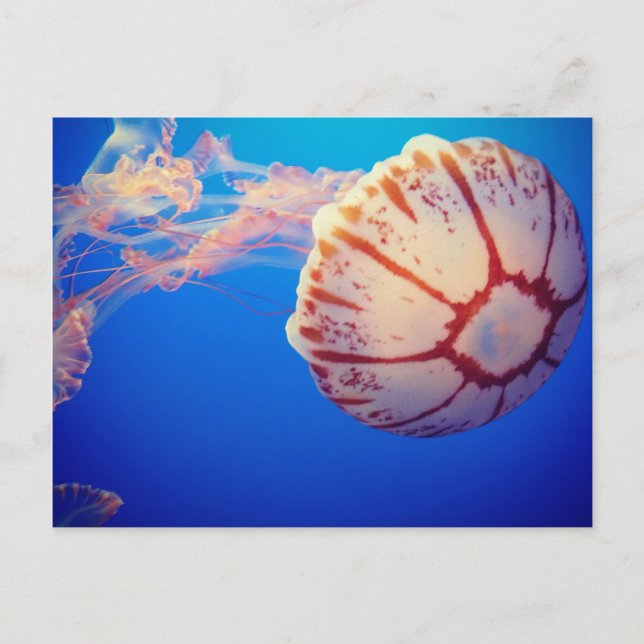 Carte postale Jelly Fish (Devant)