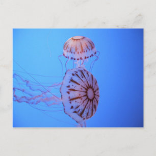 Carte Postale Jelly Fish - Monterey Bay, CA