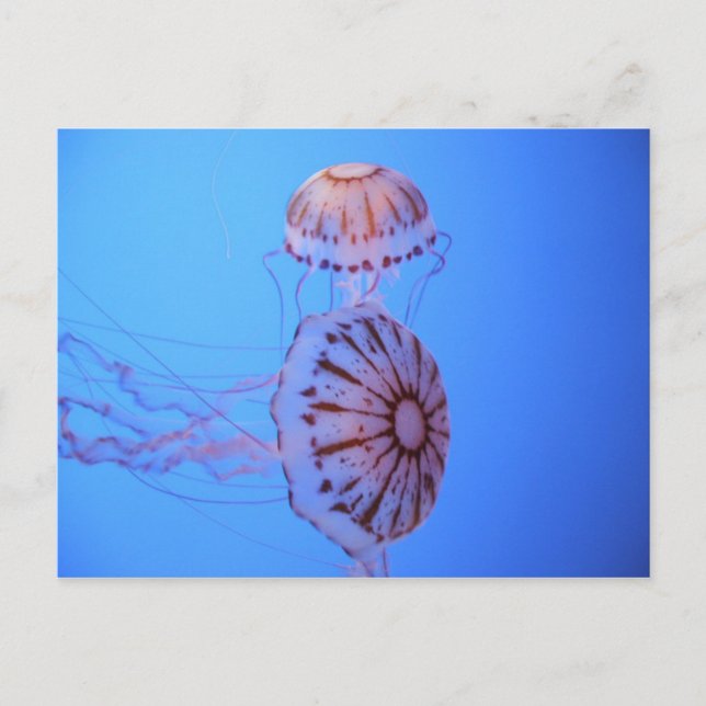Carte Postale Jelly Fish - Monterey Bay, CA (Devant)