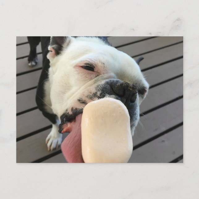 Carte Postale Jellybean le Boston Terrier (Devant)