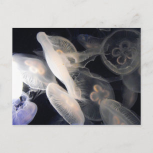Carte Postale JellyFish