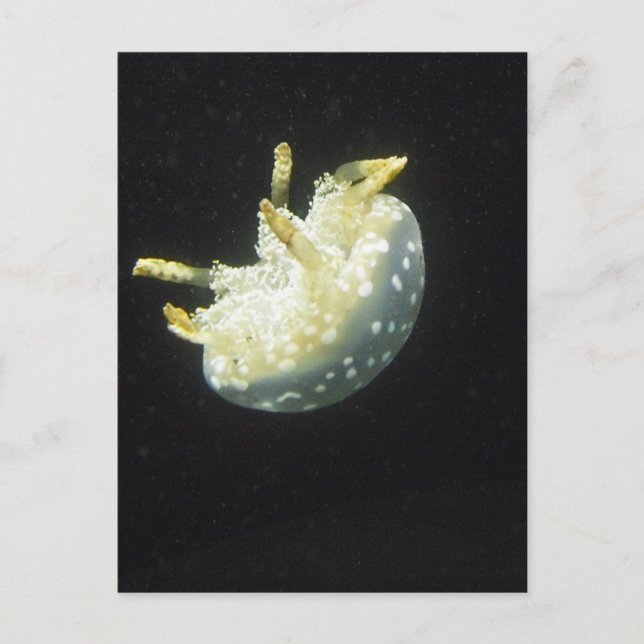 Carte Postale Jellyfish (Devant)