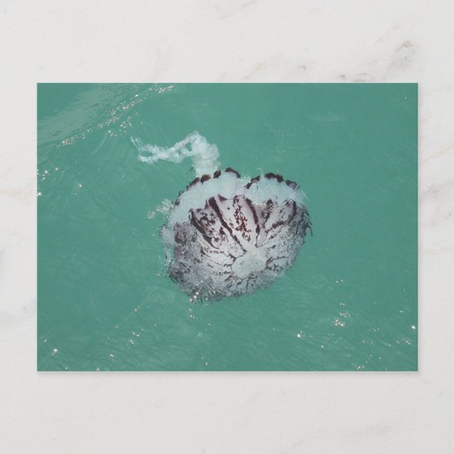 Carte Postale Jellyfish, Père Noël Cruz Island, Californie (Devant)