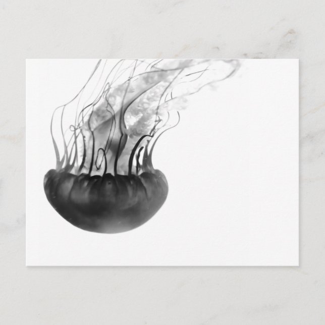 Carte Postale Jellyfish Postcard (Black and White) (Devant)
