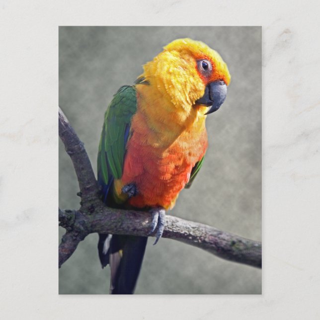 Carte postale Jenday Conure (Devant)