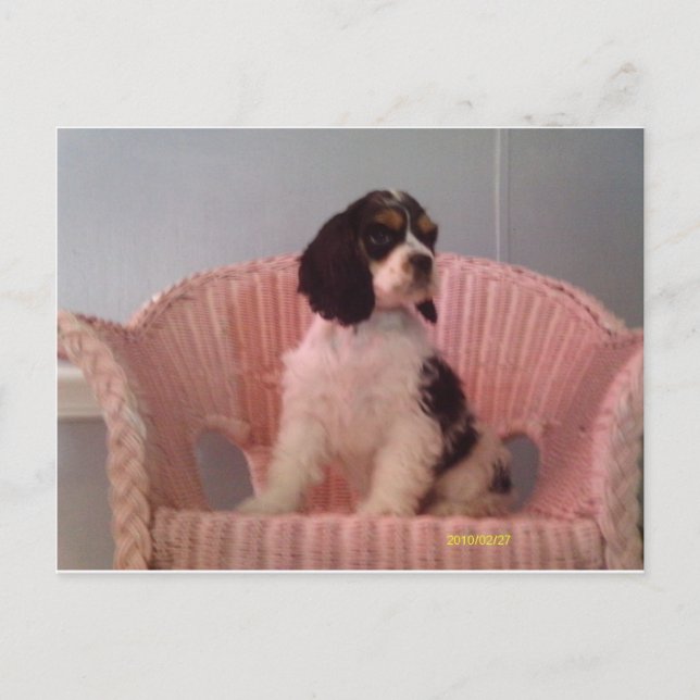 Carte Postale Jenna, Tri American cocker spaniel chiot (Devant)