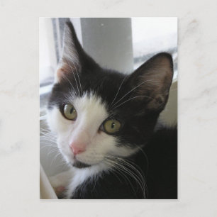 Carte Postale Jerry
