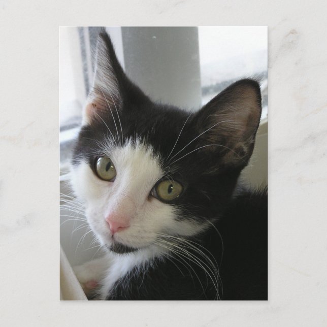 Carte Postale Jerry (Devant)
