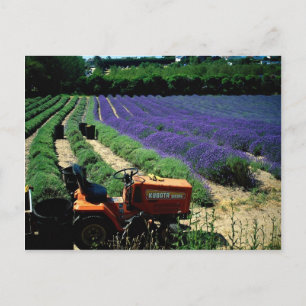 Carte Postale Jersey lavender farm, Jersey Channel Islands, Engl