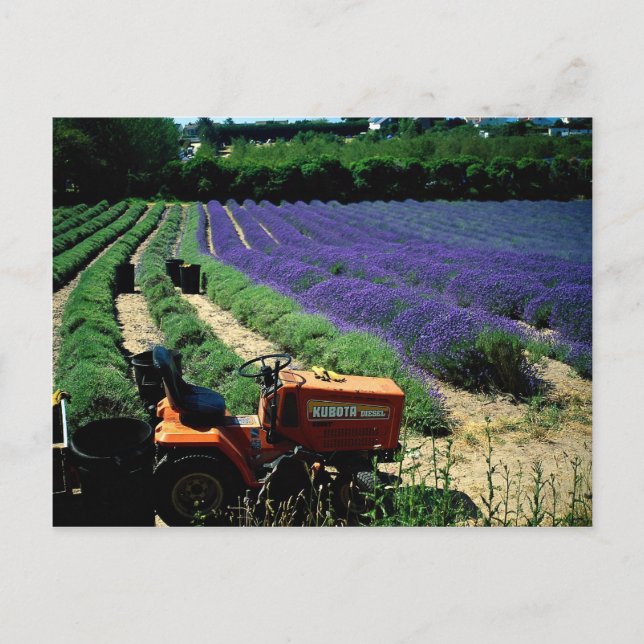 Carte Postale Jersey lavender farm, Jersey Channel Islands, Engl (Devant)