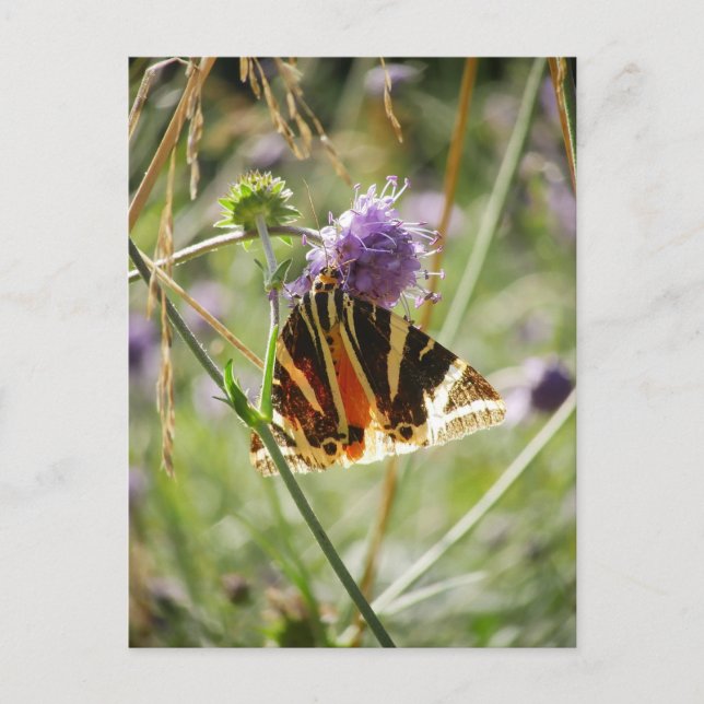 Carte postale Jersey Tiger Moth (Devant)