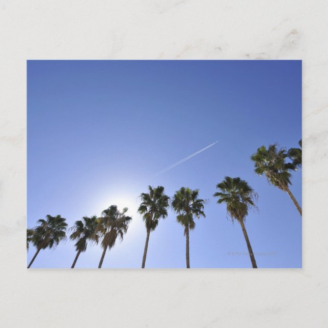 Carte Postale Jet Stream Au-Dessus Des Palmiers (Devant)