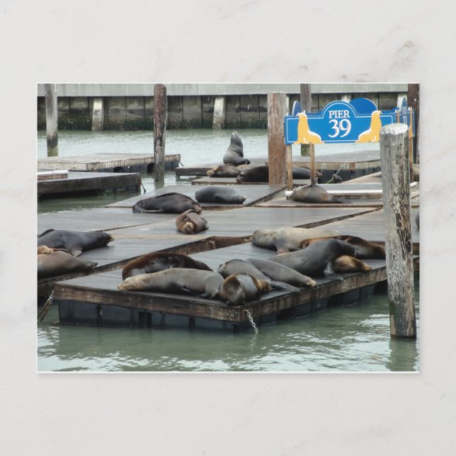 Carte Postale Jetée 39 (Devant)