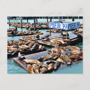 Carte Postale Jetée 39   Lions de mer   San Francisco Californie