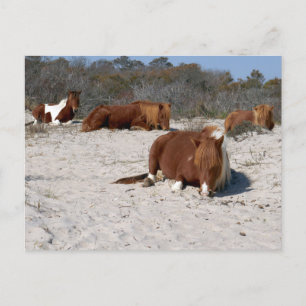 Carte Postale Jeter des ponies sauvages au Parc national Assatea