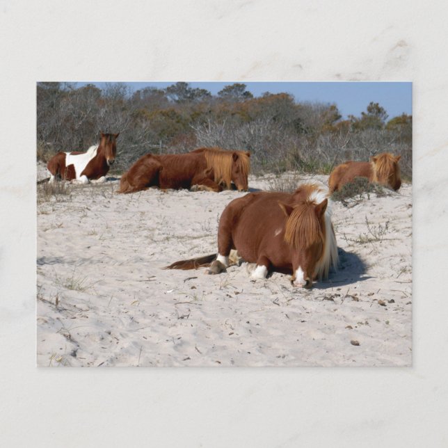 Carte Postale Jeter des ponies sauvages au Parc national Assatea (Devant)