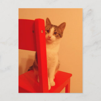 Carte Postale Jeter un oeil à Boo Kitten