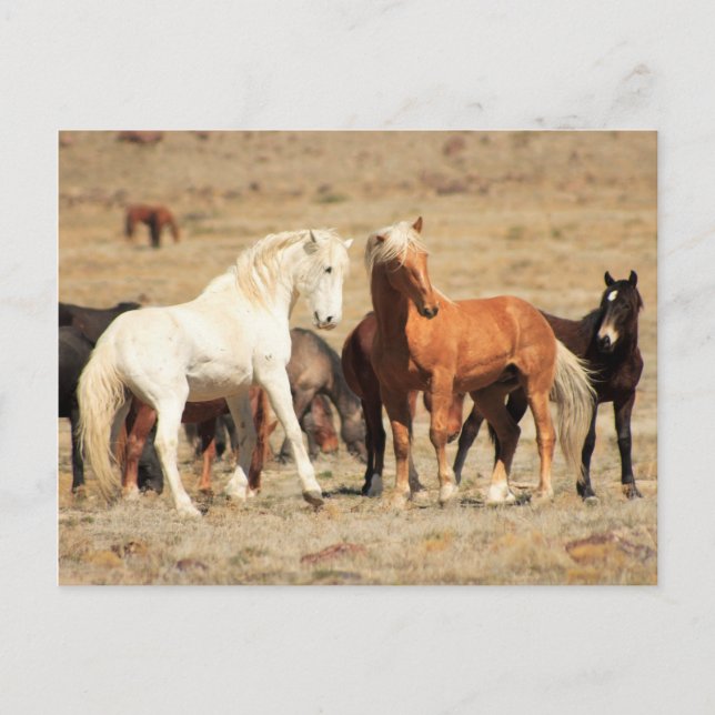 Carte Postale Jeu de puissance (Devant)