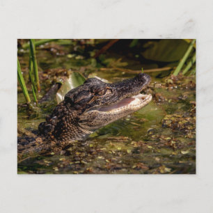 Carte Postale Jeune Alligator