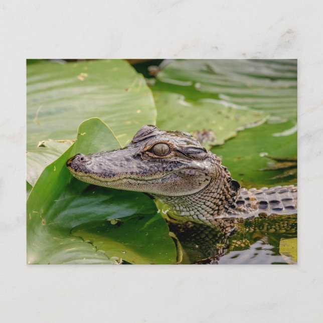 Carte Postale Jeune Alligator (Devant)