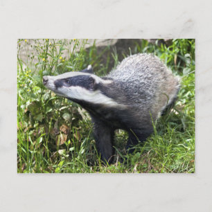 Carte postale Jeune Badger