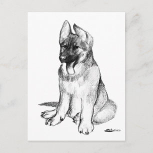 Carte Postale Jeune Berger Allemand