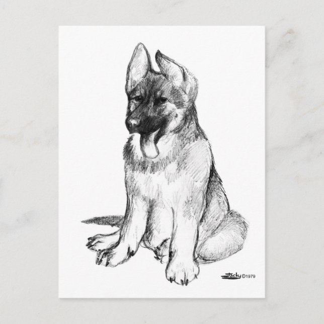 Carte Postale Jeune Berger Allemand (Devant)