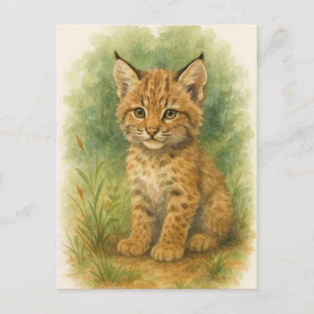 Carte Postale Jeune Bobcat Kitten Chat Bébé Animaux sauvages Car (Devant)