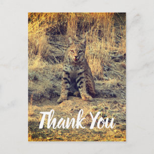 Carte Postale Jeune Bobcat Mignon Merci