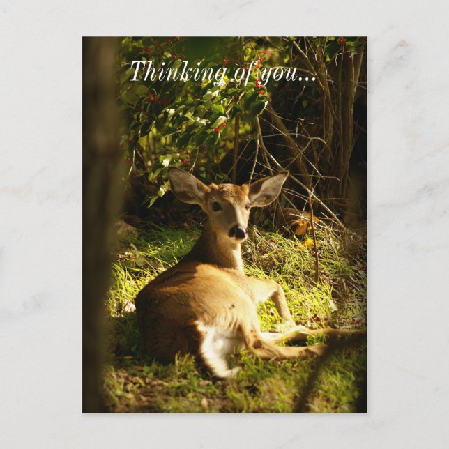 Carte Postale Jeune Buck Dans L'Ombre Penser De Vous (Devant)