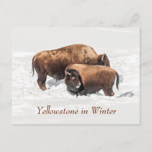Carte Postale Jeune buffle ou bison avec mère en hiver