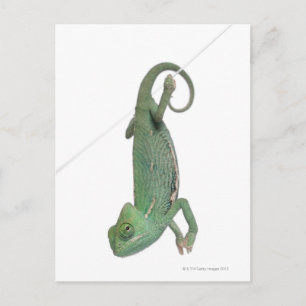 Carte Postale Jeune caméléon voilé, Chamaeleo calyptratus