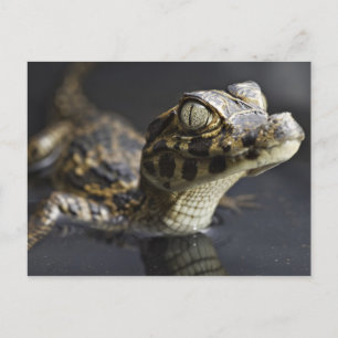 Carte Postale Jeune cayman dans l'eau avec réflexion