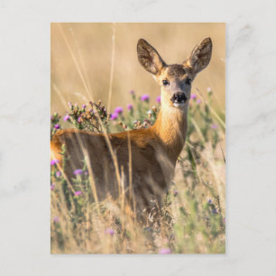 Carte Postale Jeune cerf de chevreuil dans le pré