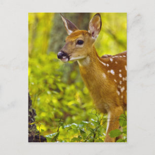 Carte Postale Jeune cerf de Virginie à Whitefish, Montana, États