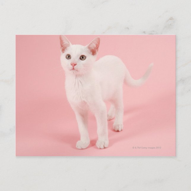 Carte Postale Jeune chat blanc 2 (Devant)
