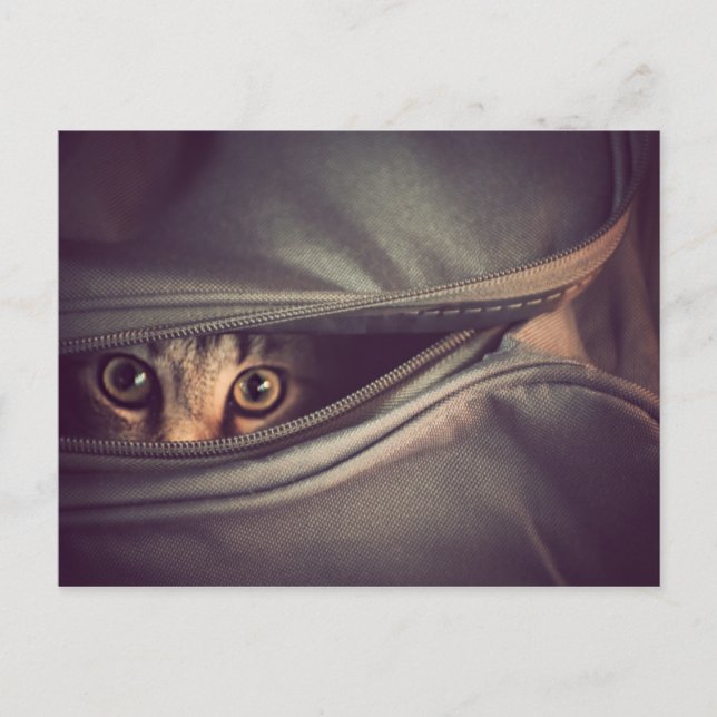 Carte Postale Jeune chaton tigré (Devant)