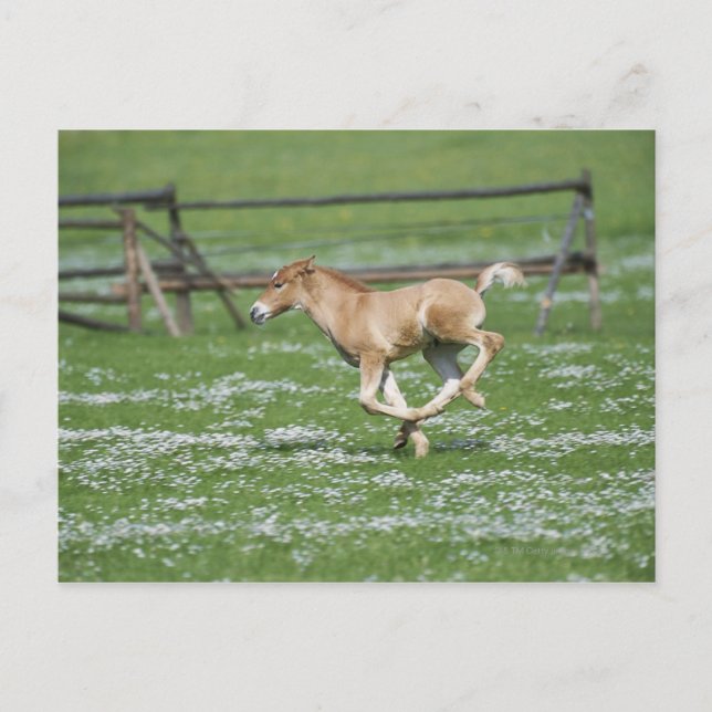 Carte Postale Jeune Cheval Courant (Devant)