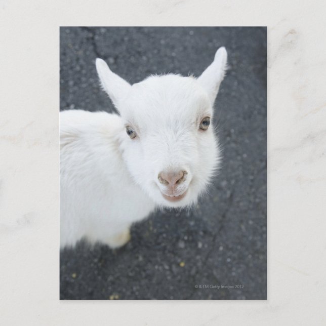 Carte Postale Jeune chèvre (Devant)