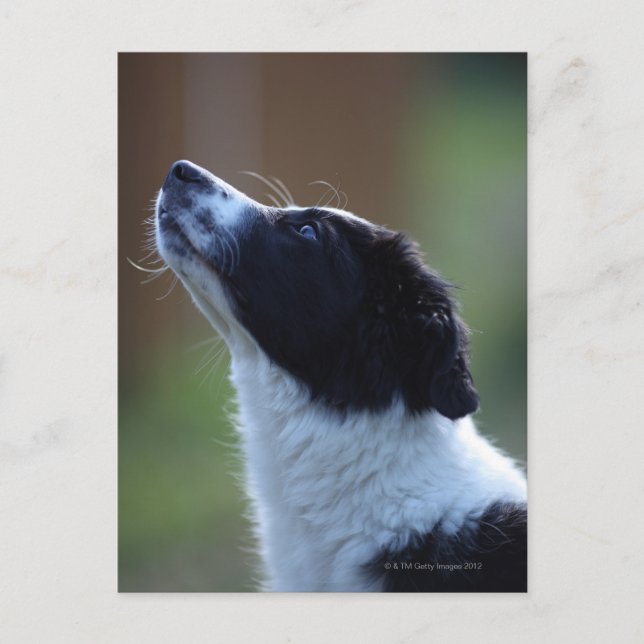 Carte Postale jeune chip Border Collie (Devant)