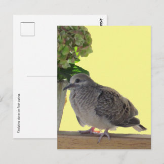 Carte postale - Jeune colombe