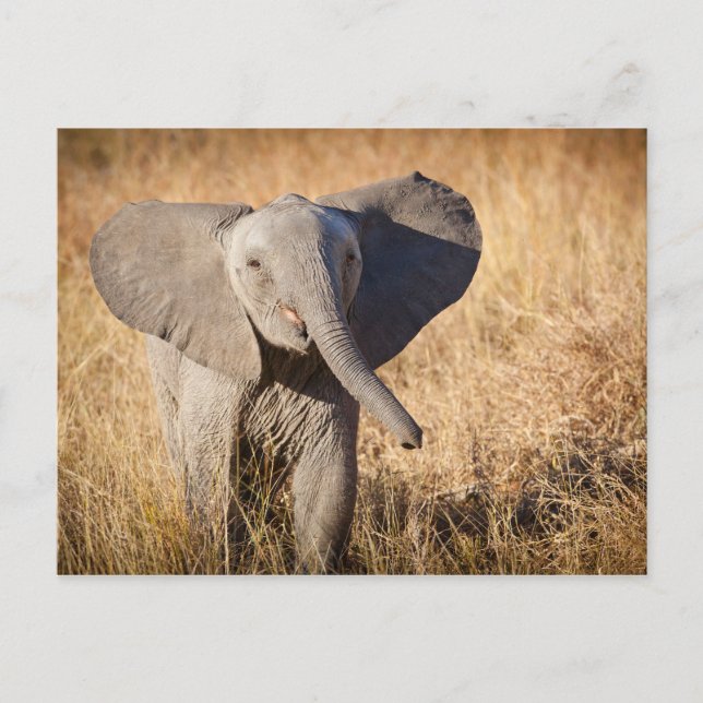 Carte Postale Jeune éléphant de savane (Devant)
