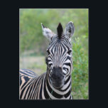 Carte Postale Jeune faune zébrée d'Afrique<br><div class="desc">Jeune Zèbre d'Afrique Carte postale, animaux du monde entier. Vous pouvez facilement transférer ce design vers les années 1000 de produits cadeaux Zazzle rapidement et facilement. Juste au-dessus de cette description, vous trouverez une barre de défilement avec un assortiment de produits avec ce design appliqué. Choisissez l'un de ces éléments...</div>