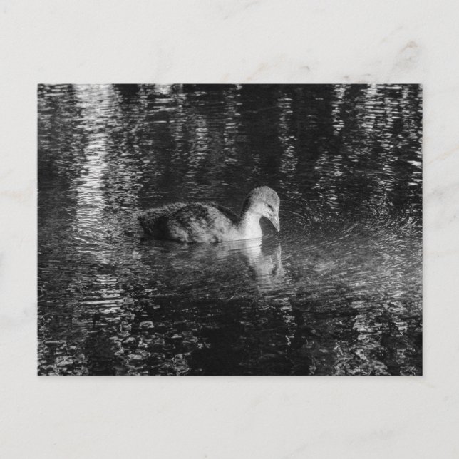 Carte Postale Jeune Foulque macroule (Noir et Blanc) (Devant)