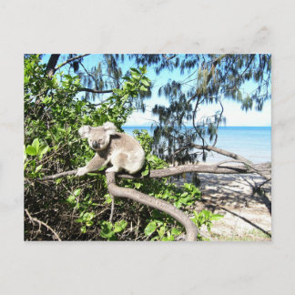 Carte Postale Jeune koala dans un arbre à la plage