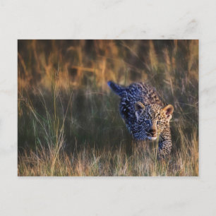 Carte Postale Jeune léopard Panthera Pardus