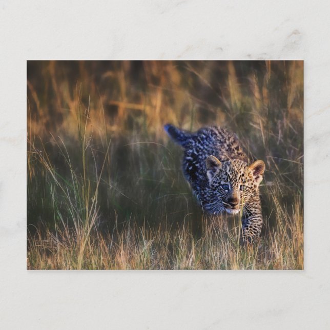 Carte Postale Jeune léopard Panthera Pardus (Devant)