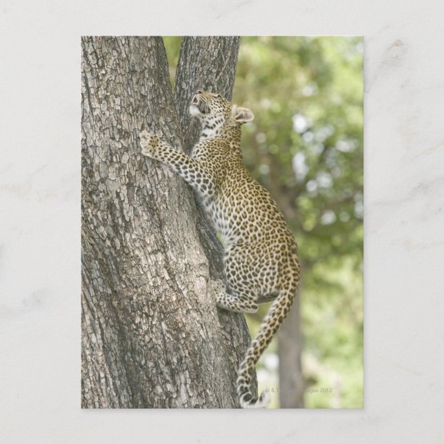 Carte Postale Jeune léopard (Panthera Pardus) escalade (Devant)