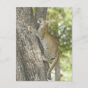 Carte Postale Jeune léopard (Panthera Pardus) escalade