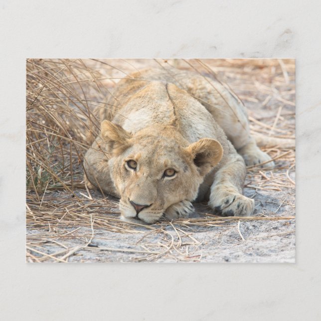 Carte Postale Jeune lion (Devant)